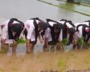 Kundapura: Shubhada Eng Med School students set example in planting paddy saplings